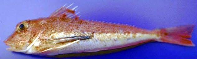 Lepidotrigla cavillone_03.jpg